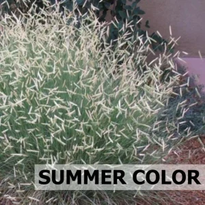 Blonde Ambition Grass Live Plant - Bouteloua gracilis - 1 Perennial Ornamental - Image 2