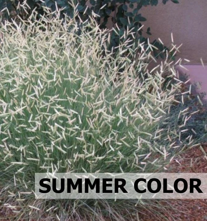 Blonde Ambition Grass Live Plant - Bouteloua gracilis - 1 Perennial Ornamental - Image 2