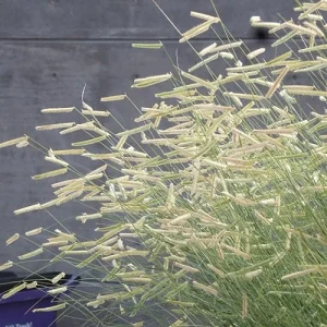 Blonde Ambition Grass Live Plant - Bouteloua gracilis - 1 Perennial Ornamental - Image 3