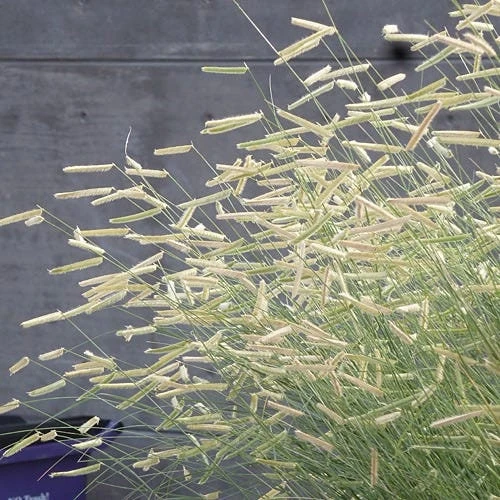 Blonde Ambition Grass Live Plant - Bouteloua gracilis - 1 Perennial Ornamental - Image 3