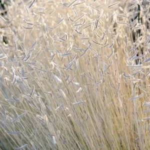 Blonde Ambition Grass Live Plant - Bouteloua gracilis - 1 Perennial Ornamental - Image 4