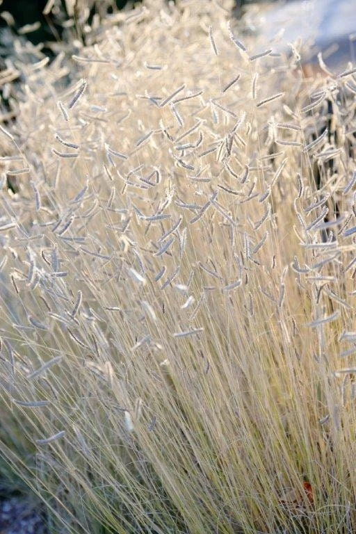 Blonde Ambition Grass Live Plant - Bouteloua gracilis - 1 Perennial Ornamental - Image 4