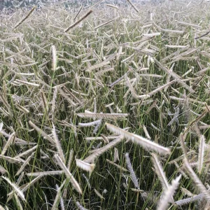 Blonde Ambition Grass Live Plant - Bouteloua gracilis - 1 Perennial Ornamental - Image 5