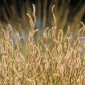 Blonde Ambition Grass Live Plant - Bouteloua gracilis - 1 Perennial Ornamental - Image 6