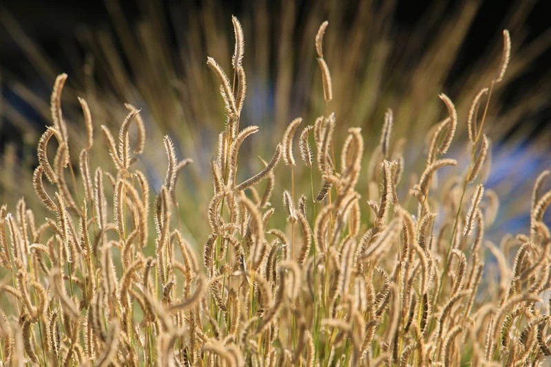 Blonde Ambition Grass Live Plant - Bouteloua gracilis - 1 Perennial Ornamental - Image 6