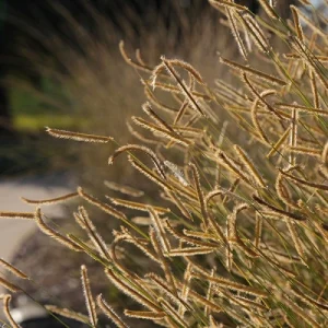 Blonde Ambition Grass Live Plant - Bouteloua gracilis - 1 Perennial Ornamental - Image 7