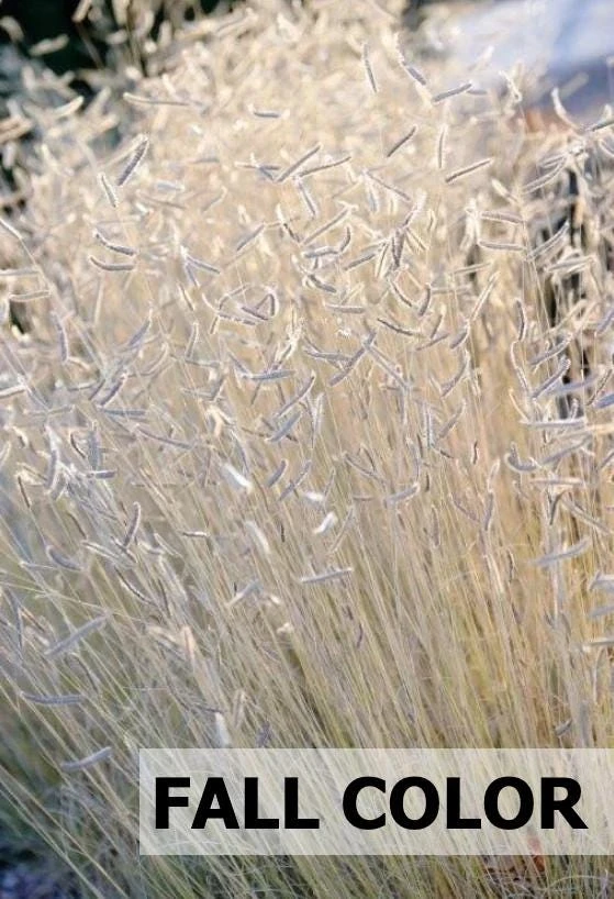 Blonde Ambition Grass Live Plant - Bouteloua gracilis - 1 Perennial Ornamental - Image 1