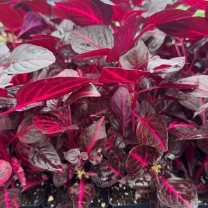 Bloodleaf Iresine Red Live Plant - Vibrant Potted Houseplant - Image 1