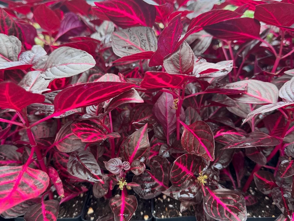Bloodleaf Iresine Red Live Plant - Vibrant Potted Houseplant - Image 1