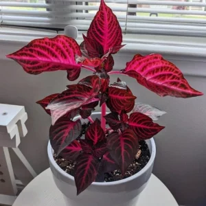 Bloodleaf Iresine Red Live Plant - Vibrant Potted Houseplant - Image 7
