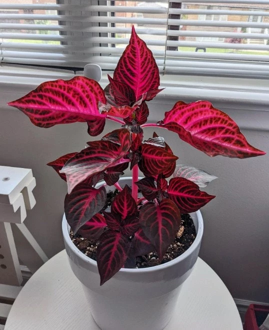 Bloodleaf Iresine Red Live Plant - Vibrant Potted Houseplant - Image 7