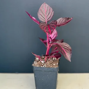 Bloodleaf Iresine Red Live Plant - Vibrant Potted Houseplant - Image 8
