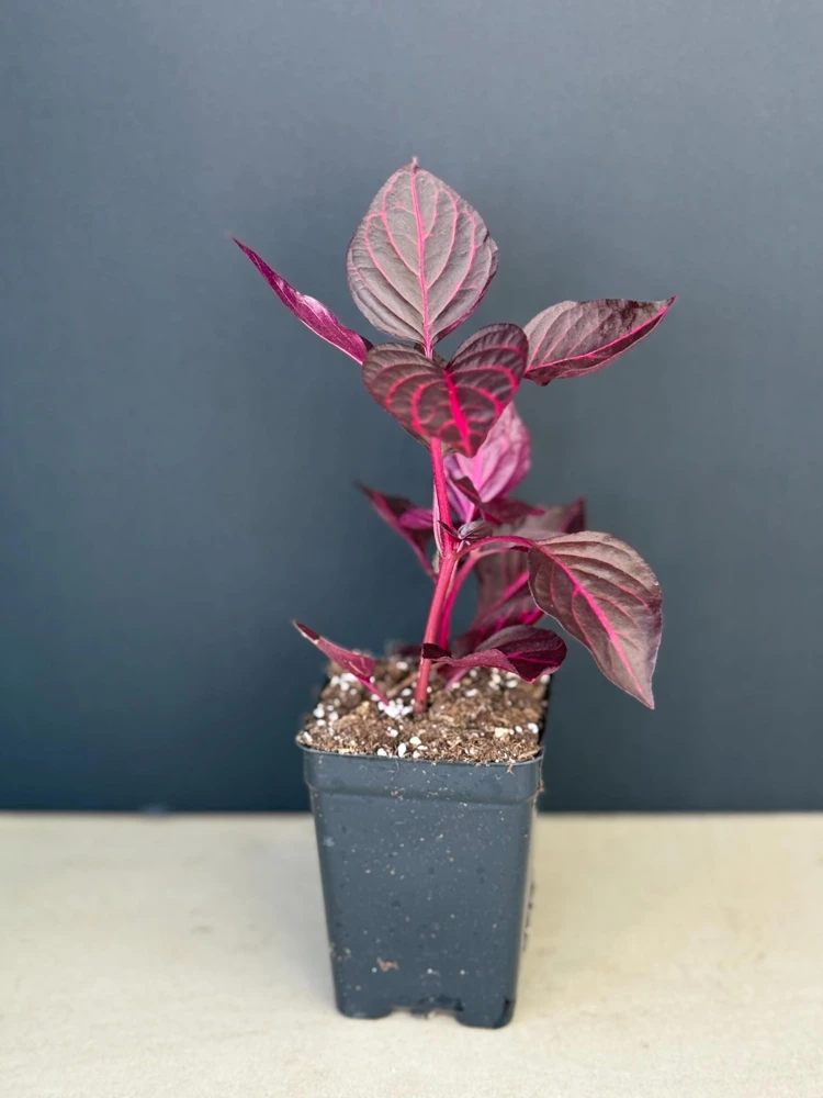 Bloodleaf Iresine Red Live Plant - Vibrant Potted Houseplant - Image 8