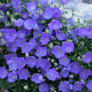 Blue Bellflower Campanula Perennial Live Plant - 2.5" Pot - Image 2