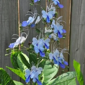 Blue Butterfly Bush Live Plant - Clerodendrum, Starter Plant, 2.5x4 inch Pot - Image 2