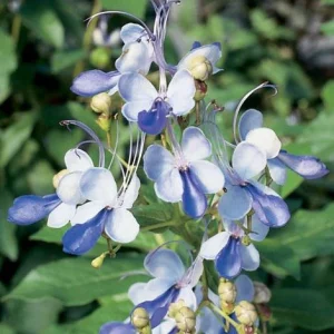 Blue Butterfly Bush Live Plant - Clerodendrum, Starter Plant, 2.5x4 inch Pot - Image 1
