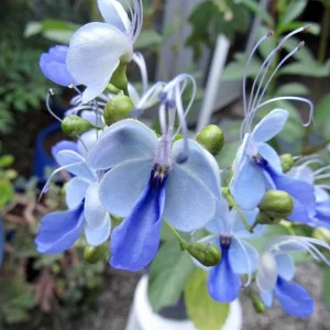 Blue Butterfly Bush Live Plant - Clerodendrum, Starter Plant, 2.5x4 inch Pot - Image 3