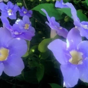 Blue Eyed Susan Vine Live Plant - Thunbergia Alata Perennial Flower Starter Plant - Image 2