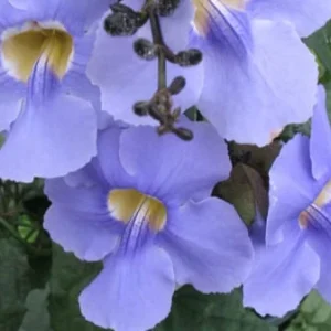 Blue Eyed Susan Vine Live Plant - Thunbergia Alata Perennial Flower Starter Plant - Image 3