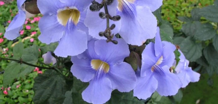 Blue Eyed Susan Vine Live Plant - Thunbergia Alata Perennial Flower Starter Plant - Image 3