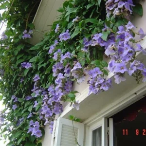 Blue Eyed Susan Vine Live Plant - Thunbergia Alata Perennial Flower Starter Plant - Image 4