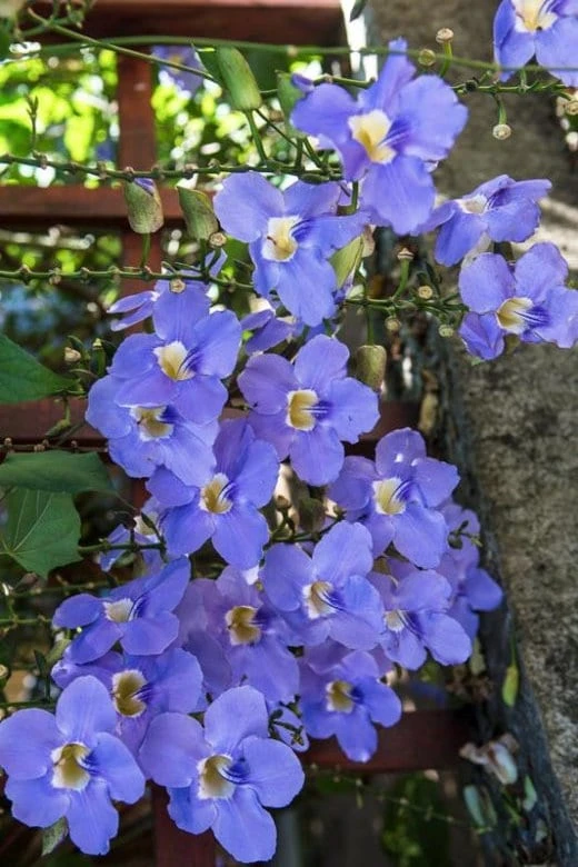 Blue Eyed Susan Vine Live Plant - Thunbergia Alata Perennial Flower Starter Plant - Image 1