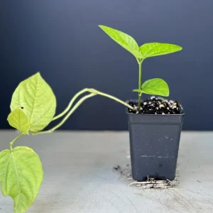 Blue Glory Black Eyed Susan Vine Live Plant - Perennial Flower, 2.5x4 inch Pot - Image 2