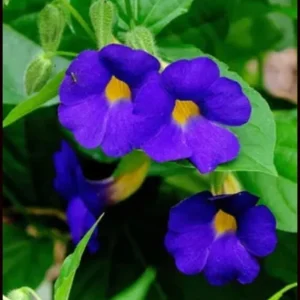 Blue Glory Black Eyed Susan Vine Live Plant - Perennial Flower, 2.5x4 inch Pot - Image 3