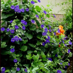 Blue Glory Black Eyed Susan Vine Live Plant - Perennial Flower, 2.5x4 inch Pot - Image 1