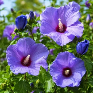 Blue Hibiscus Live Plant - Tropical Shrub, 4-8 Inch Tall, Blue-Purple Flowers, Outdoor - Image 1