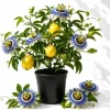 Blue Passion Flower Vine Live Plant, Passiflora caerulea, Fragrant Perennial, 4-6 Inch Tall - Image 1