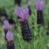 Blueberry Ruffles Lavender Live Plant - 4-7 inch Spanish Herb Seedling - Image 1
