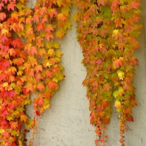 Boston Ivy Live Plant - 3 Pack Fast Growing Colorful Fall Foliage Vine - Image 1