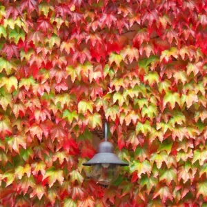Boston Ivy Live Plant - 3 Pack Fast Growing Colorful Fall Foliage Vine - Image 5