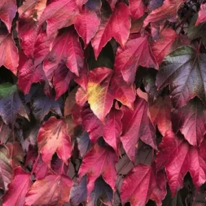 Boston Ivy Live Plant – Fast Growing Deciduous Vine – Colorful Fall Foliage – Starter Plant - Image 2