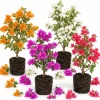 Bougainvillea Live Plant Set - 2 Mixed Vines, 4-7 Inches Tall, Colorful Flowering - Image 1