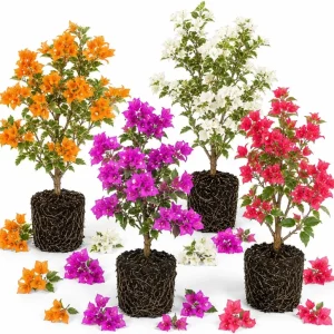Bougainvillea Live Plant Set - 2 Mixed Vines, 4-7 Inches Tall, Colorful Flowering - Image 1