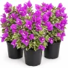 Bougainvillea Live Plant Set of 3, 'Blueberry Ice' Flowering Vine, 4-7 Inches Tall, Indoor/Outdoor - Image 1