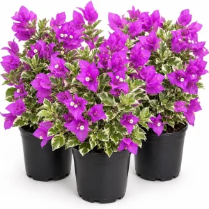 Bougainvillea Live Plant Set of 3, 'Blueberry Ice' Flowering Vine, 4-7 Inches Tall, Indoor/Outdoor - Image 1