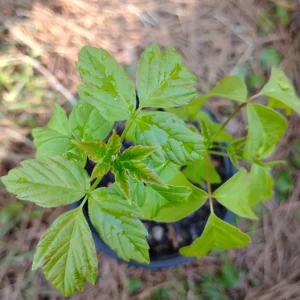 Box Elder Maple Tree Live Plant – 1 Gallon Pot – 18 in Tall – Outdoor - Image 2
