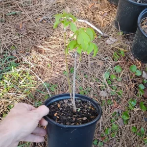 Box Elder Maple Tree Live Plant – 1 Gallon Pot – 18 in Tall – Outdoor - Image 3