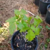 Box Elder Maple Tree Live Plant – 1 Gallon Pot – 18 in Tall – Outdoor - Image 1