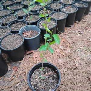 Bradford Pear Tree Live Plant – 1 Gallon Pot – 18 in Tall – Outdoor - Image 2