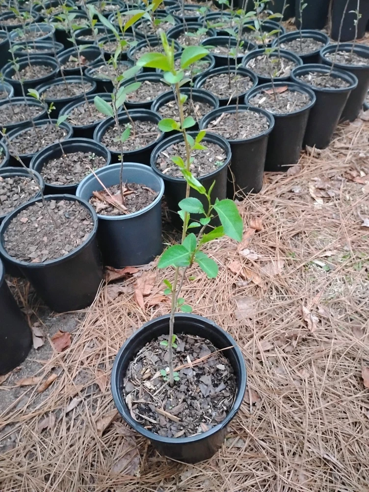 Bradford Pear Tree Live Plant – 1 Gallon Pot – 18 in Tall – Outdoor - Image 2