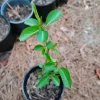 Bradford Pear Tree Live Plant – 1 Gallon Pot – 18 in Tall – Outdoor - Image 1