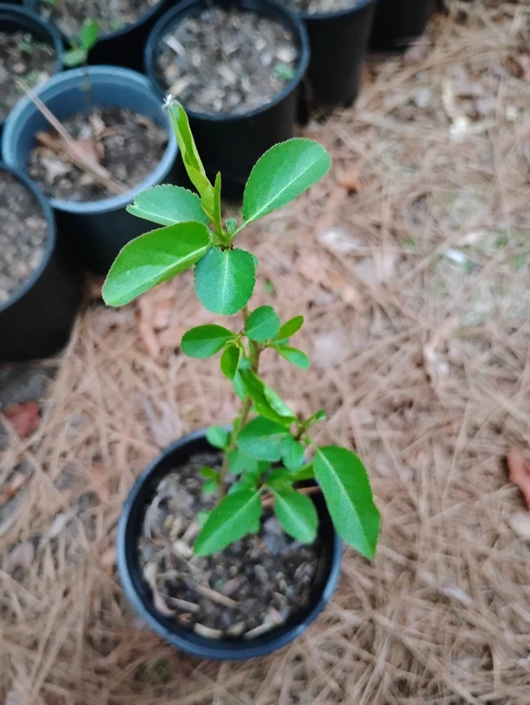 Bradford Pear Tree Live Plant – 1 Gallon Pot – 18 in Tall – Outdoor - Image 1