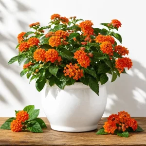 Bright Orange Lantana Live Plants (Set of 2) – 4-7 Inches Tall – Outdoor Flowering Shrub - Image 1