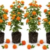 Bright Orange Trailing Lantana Live Plants, Set of 4, 4-7 Inches Tall, Outdoor - Image 1