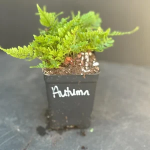 Brilliant Autumn Fern Live Plant - 2.5x4 inch Pot - Indoor/Outdoor Shade - Image 2