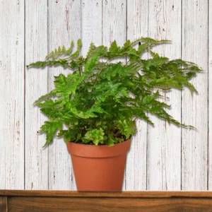 Brilliant Autumn Fern Live Plant - 2.5x4 inch Pot - Indoor/Outdoor Shade - Image 3